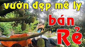 Nhà vườn dày đặc trái cây ao đầy cá ĐẸP MÊ LY có 400m2 đất thổ cư bán lẻ giá rẻ tổng 1.9ha ở Di Linh