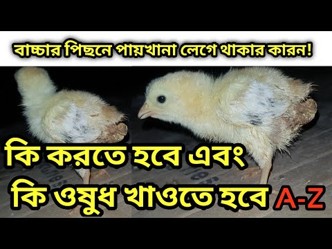 মুরগির মলদ্বারে পায়খানা লেগে মারা যাওয়ার কারণ কি ??