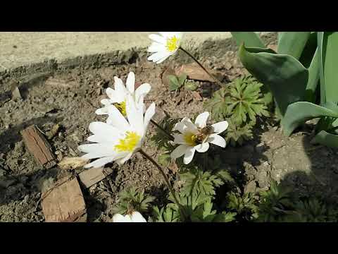 Video: Cum Să Aibă Grijă De Anemonele Tubulare (subclasa Ceriantharia)