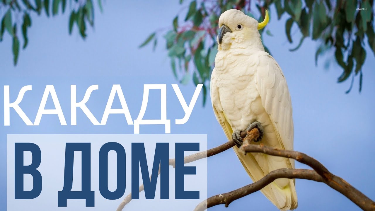 КАКАДУ В ДОМЕ | УХОД И СОДЕРЖАНИЕ КАКАДУ | ЧЕМ КОРМИТЬ КАКАДУ