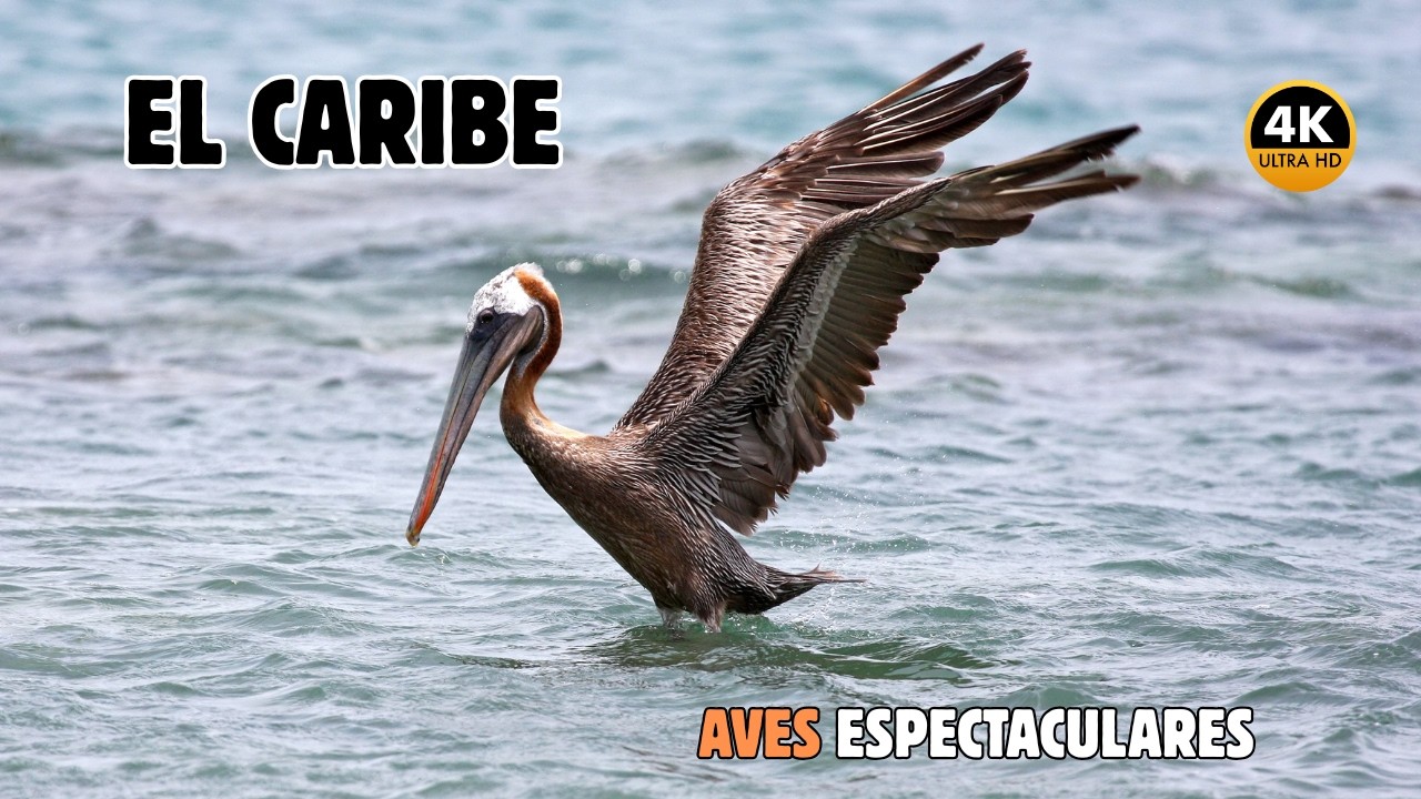 CARIBE: Las AVES Más BELLAS, Raras Y ESPECTACULARES Del PLANETA | Documental Episodio 1