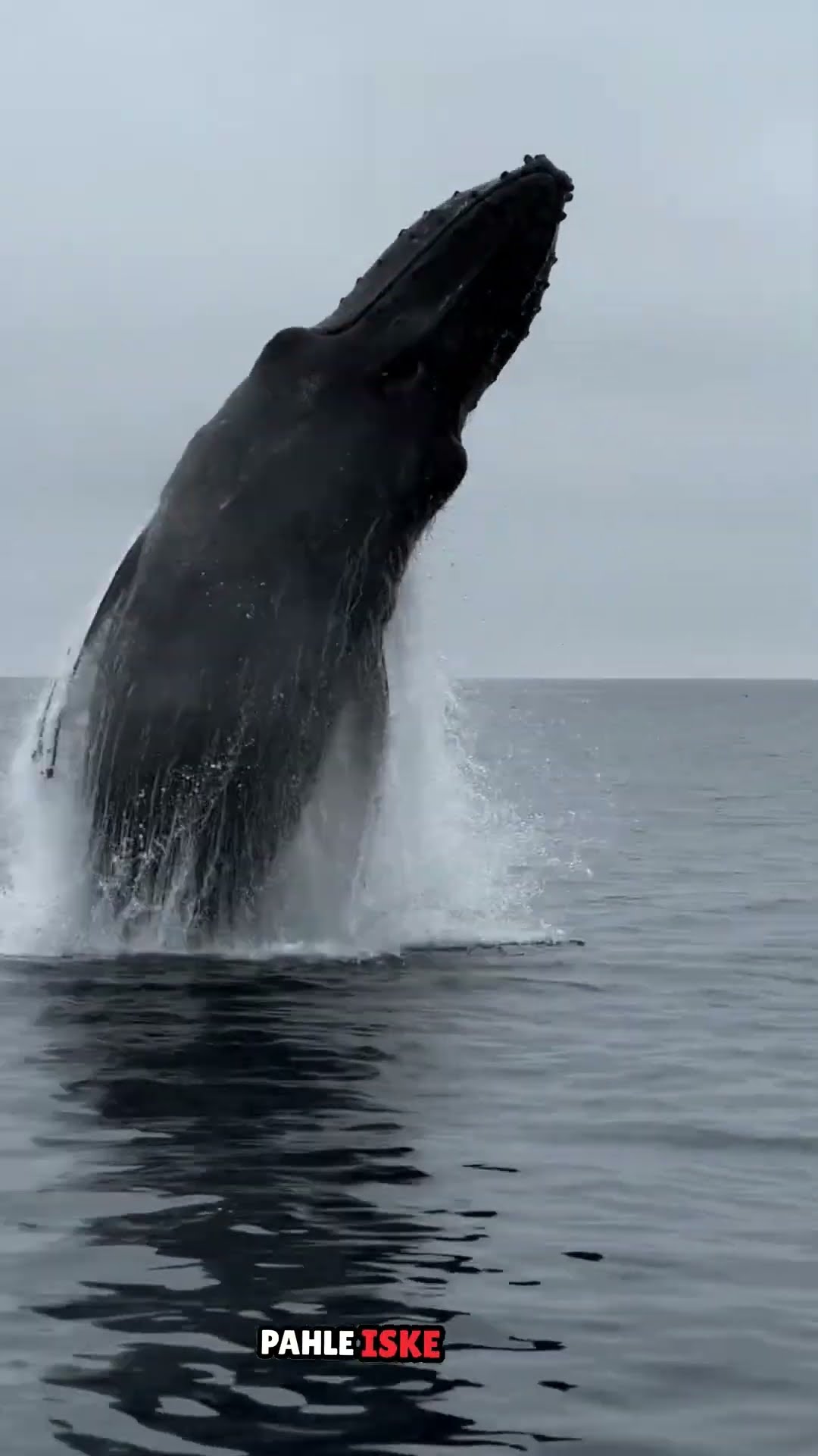 Whale #shortvideo