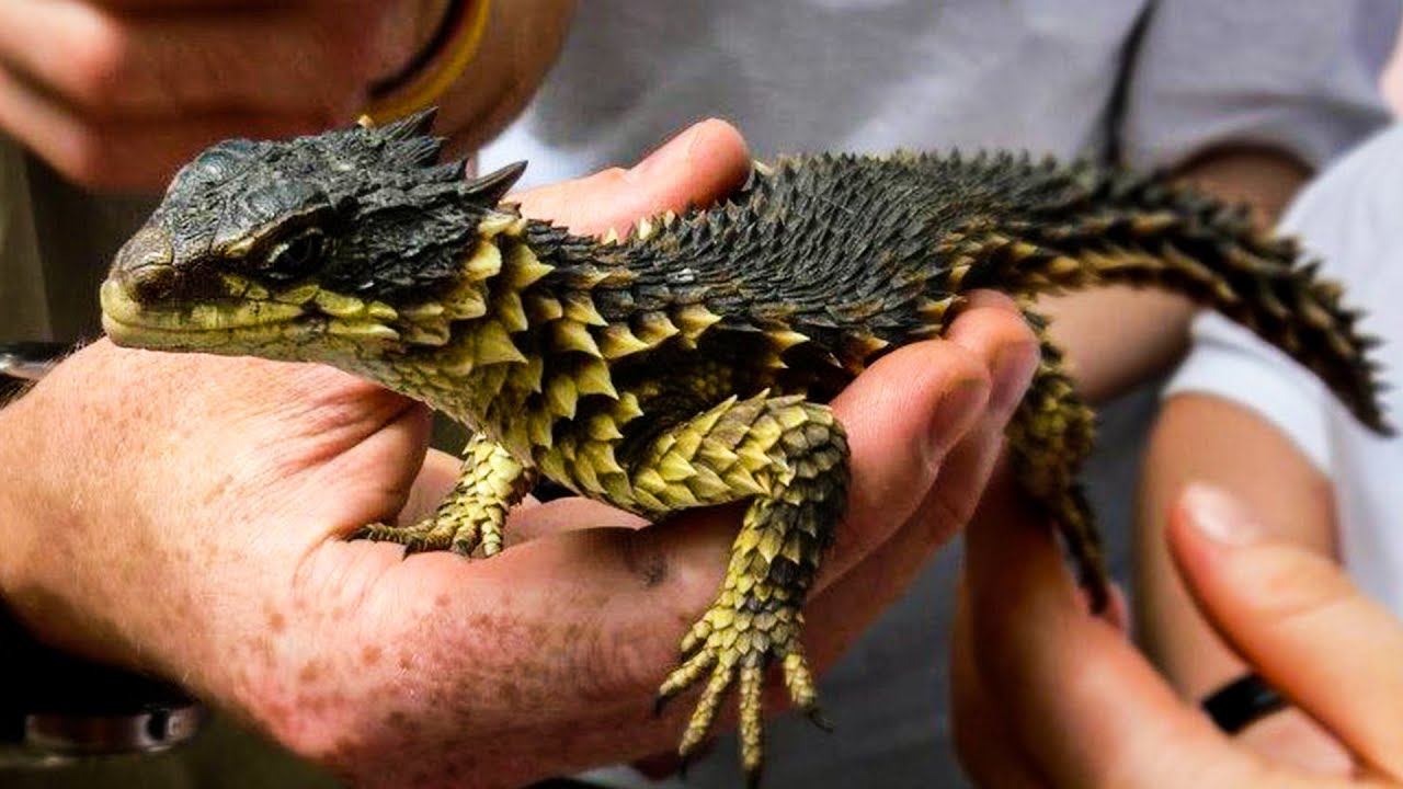 Incredible Compilation of 999+ Authentic Dragon Photographs – Breathtaking Collection of Real Dragon Images in Full 4K