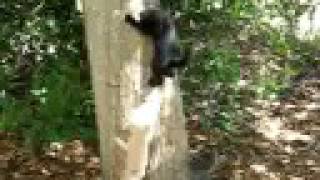 Ninja Kittens Attack Tree