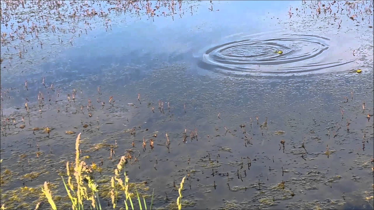 Pecanje na Ponjavici