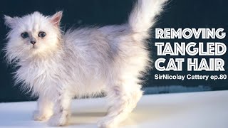 Removing Tangled Cat Hair by James Nicolay 518 views 1 year ago 6 minutes, 33 seconds