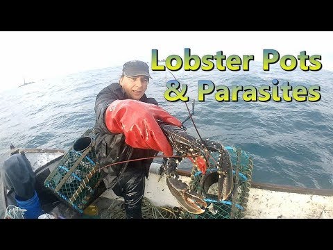 Lobster Pots & Parasites 