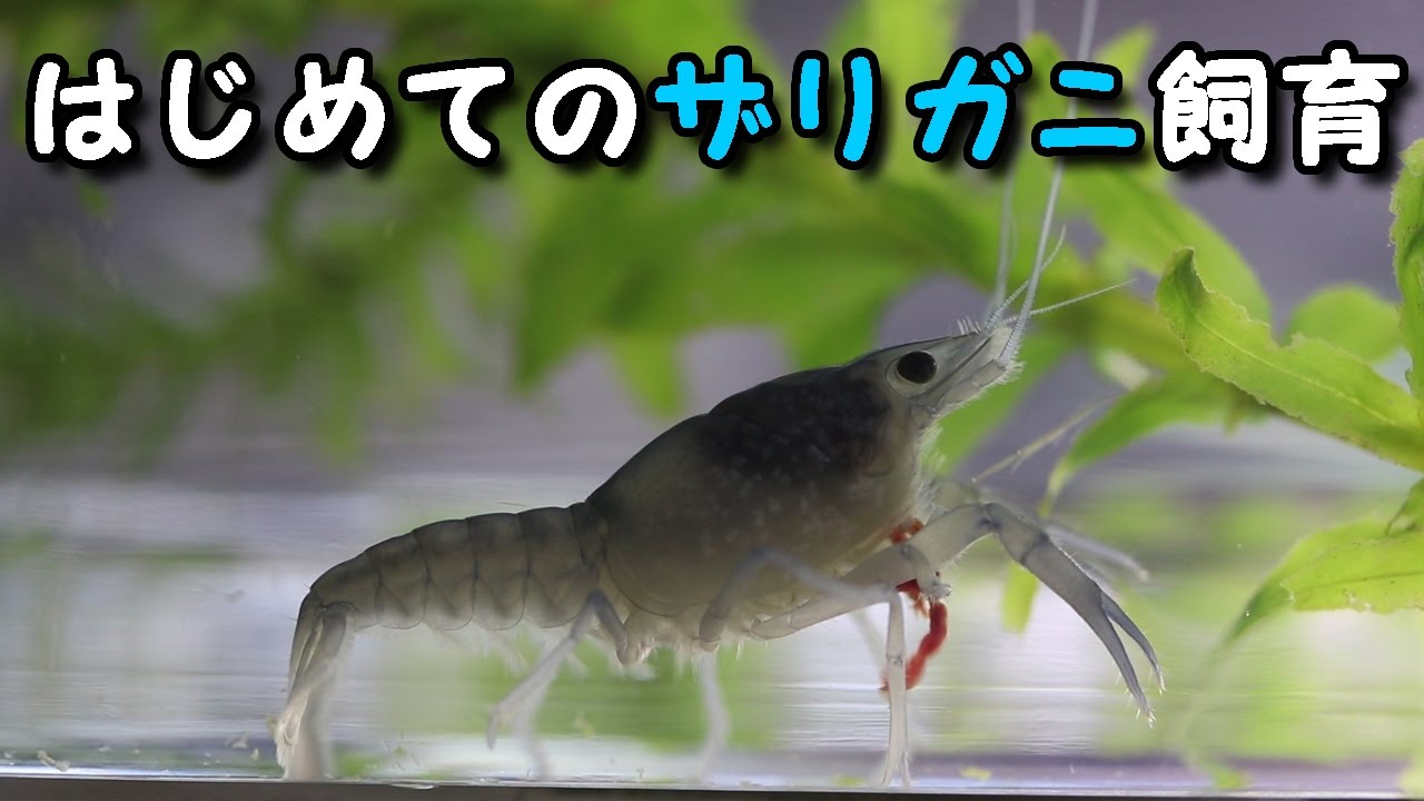 はじめてのザリガニ飼育 Crawfish Youtube