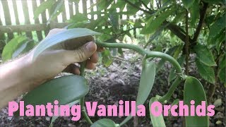 Planting Vanilla Orchids