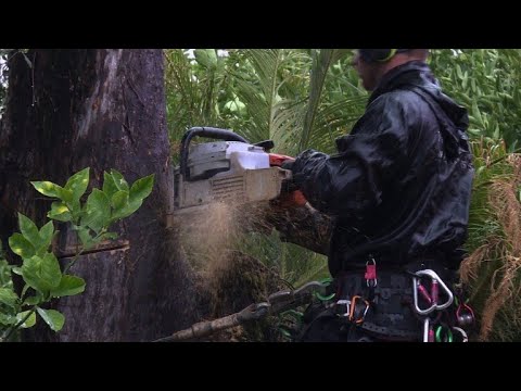 วีดีโอ: Xylella: 200 ต้นมะกอกต้านทานแบคทีเรียที่ถูกขโมยใน Salento