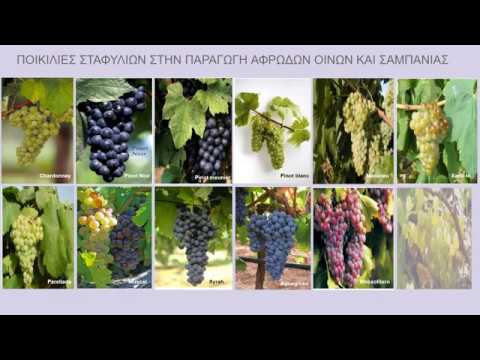 Βίντεο: Πώς διαφέρει η σαμπάνια από το αφρώδες κρασί