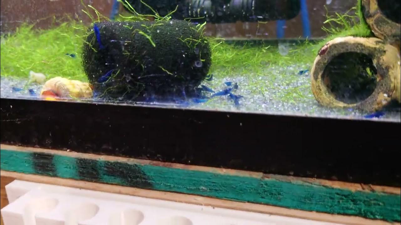 does-barometric-pressure-affect-the-breeding-of-shrimp-1-year-update