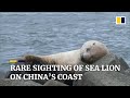 Rare sighting of Steller sea lion at China’s Dandong port