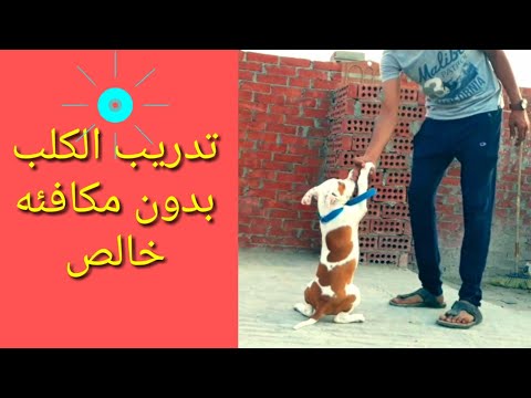 فيديو: المكافآت في التوقيت المناسب مهمة لتدريب الجراء - تدريب الكلاب على أساس المكافأة - مجرد جرو