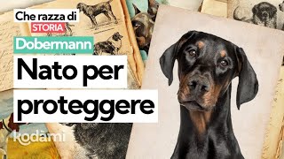 Cosa devi sapere sul Dobermann: caratteristiche e storia del cane nato per proteggere