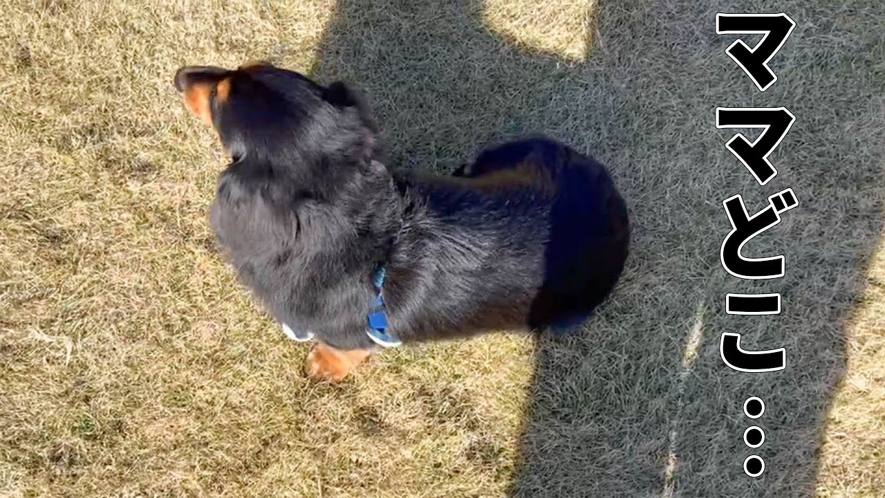 ドッグランでママを探しに行きたいのにビビりすぎて行けない愛犬【ダックスフンド】