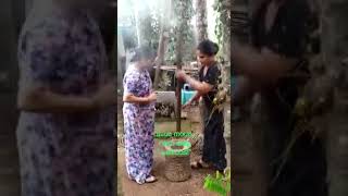 Grinding Of Rice Traditional At Kerala India