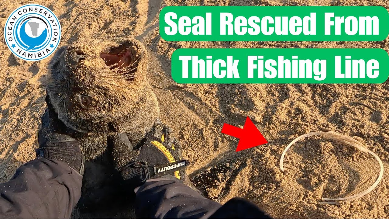 Seal Rescued From Thick Fishing Line 