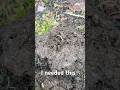 Metal detecting imaginations #music #shortvideo #metaldetecting