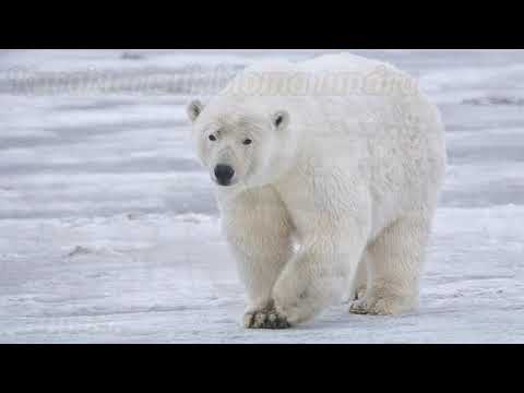 Video: Iklim Tundra. Apa yang mencegah air merembes ke tanah tundra?