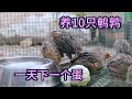 【欢子TV】农村小伙养10只鹌鹑，听说每天下一个蛋，鹌鹑好不好养新手养鹌鹑