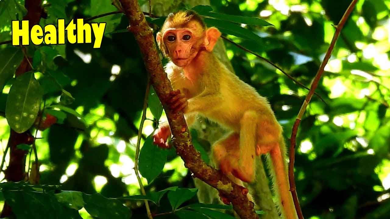 Congratulation! Our Baby ELPIDA Seems Healthy And Good Walking On The Tree When She Was Alone.