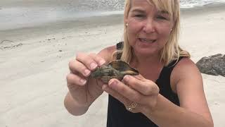 Take this, not that. Learn what can be removed from a Hilton Head beach.