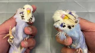 Violet Budgerigar Genetics, it's confusing. by Budgerigar 1,900 views 1 year ago 5 minutes, 5 seconds