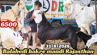 Balahedi Goat Market Live Update 8/31/2026: Rajasthan's Biggest Goat Market