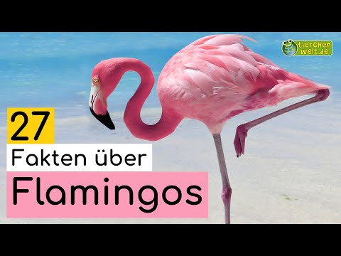 Video: Flamingo (Vogel): eine kurze Beschreibung, Merkmale und interessante Fakten