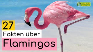 27 SteckbriefFakten über Flamingos  DokuWissen über Tiere  für Kinder