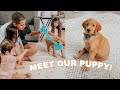 We Got A Golden Retriever Puppy + Jade's 9 Month Update