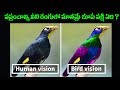 Which bird sees the world in blue  telugu facts by maahirfacts telugu