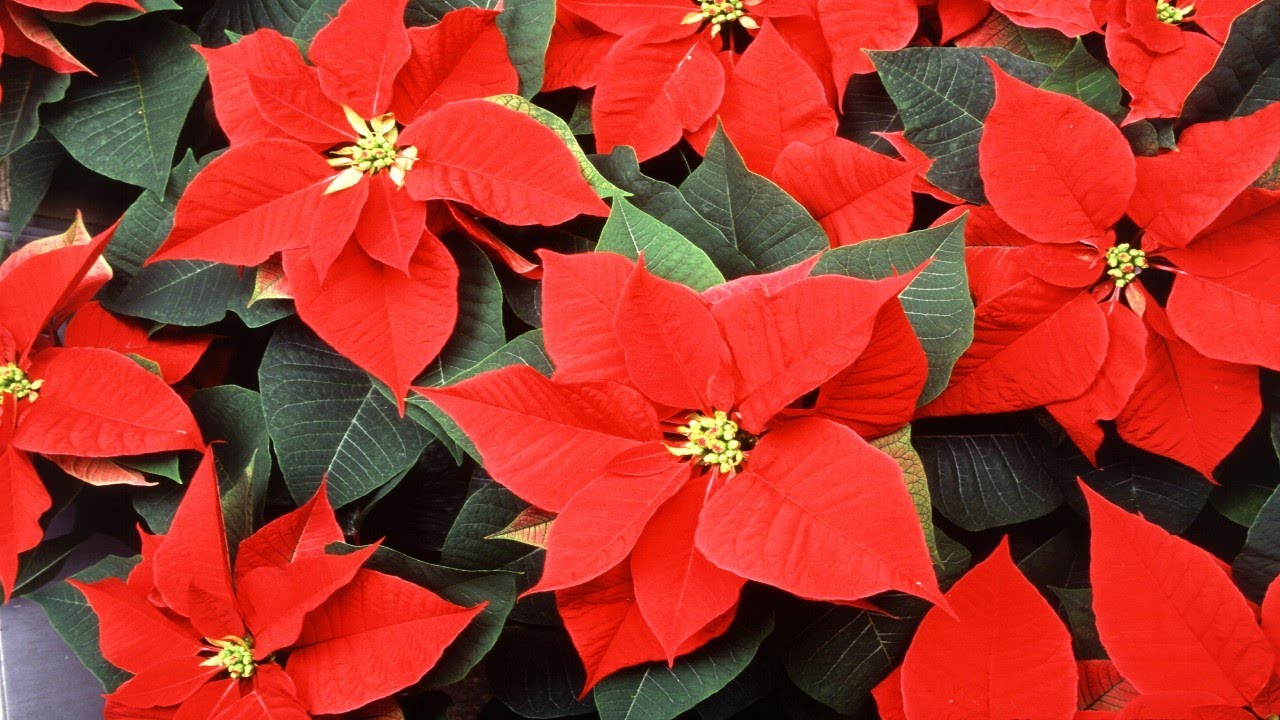 Vie pratique et style : Le poinsettia, plante de Noël, veut croire en son étoile. - YouTube