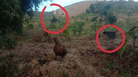 Bẫy gà rừng bằng mái qưa nhanh #cuab qaib qus