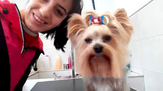 Peluqueria Canina Yorkshire Terrier