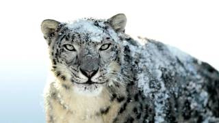 Snow Leopard wallpaper change Snow Leopard wallpaper change
