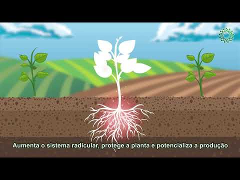 Vídeo: Sobre o Biofungicida do Solo - Como os Biofungicidas Funcionam para as Plantas