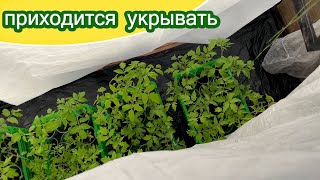 Перед заморозками обязательно укройте свою рассаду или высаженные растения / Минская область
