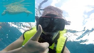 SWIMMING WITH TURTLES!