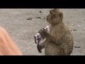 Gibralta Barbary Macaques  Monkey steals Mobile Phone