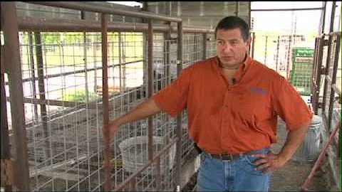 Bounty Doubles For Central Texas Feral Hogs