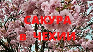 Красотища Это Надо Видеть В Чехии Цветет Сакура