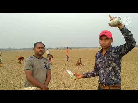 ভিডিও: গ্রিনহাউসে ক্রমবর্ধমান তরমুজ: জাত এবং সংকর, কুমড়া গ্রাফটিং