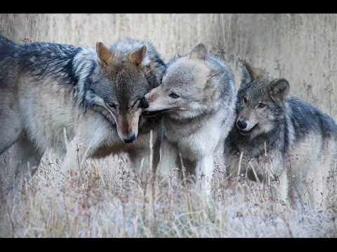 The Fire Wolf Pack!!! - YouTube