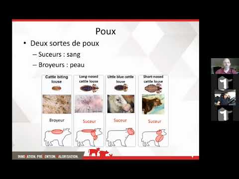 Vidéo: Eprinex est-il sans danger pour les vaches gestantes ?