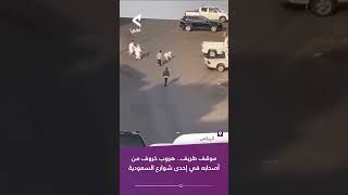 خروف يهرب في السعودية