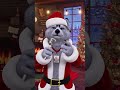 The goodest Santa in the North Pole! 🐶🎅