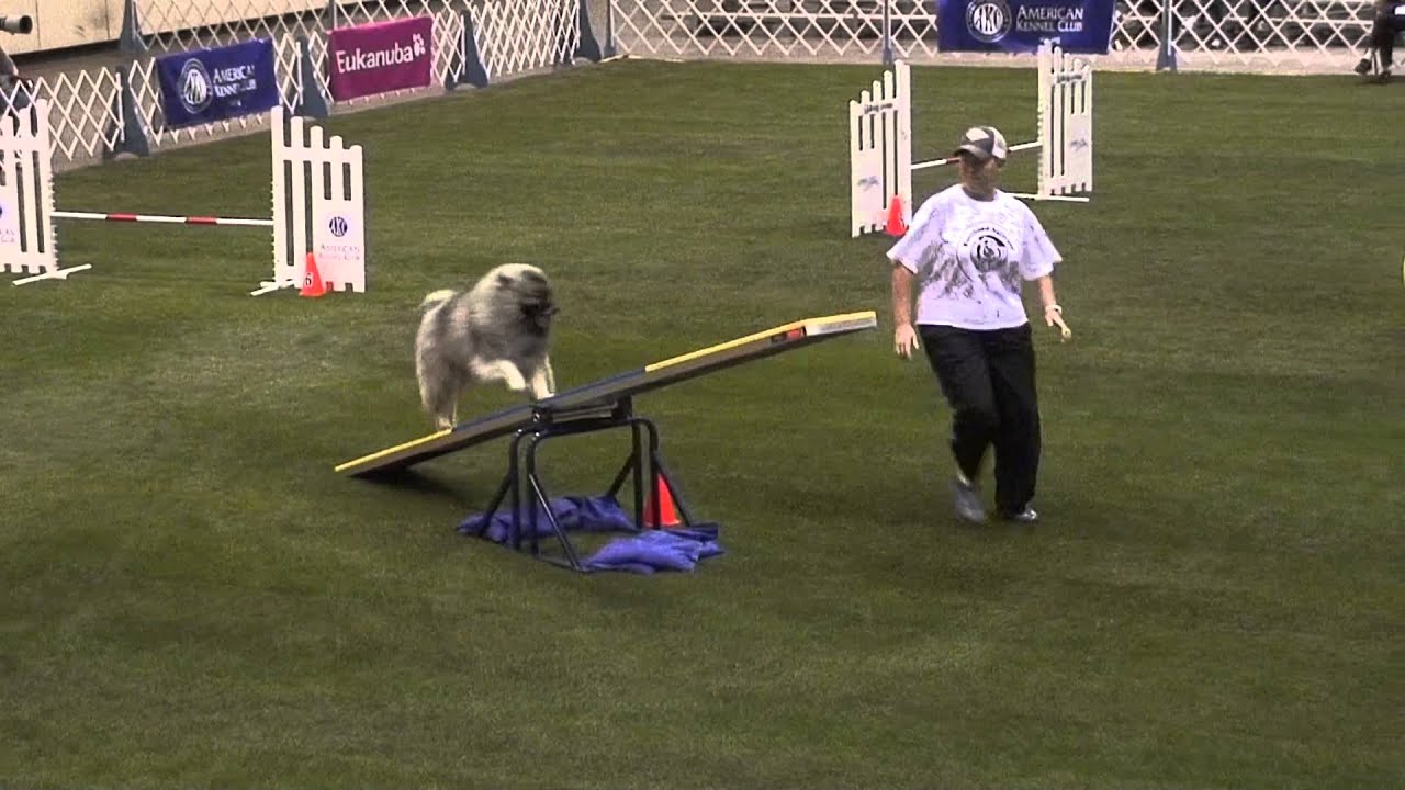 2012 AKC Agility Invitational T2B 