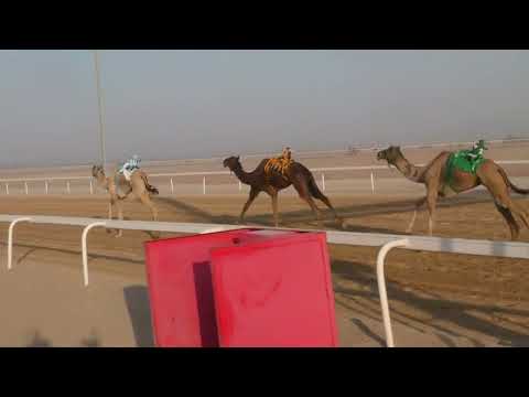 الشوط7 منجز ل محمد راشد احمد المنصوري 8 32